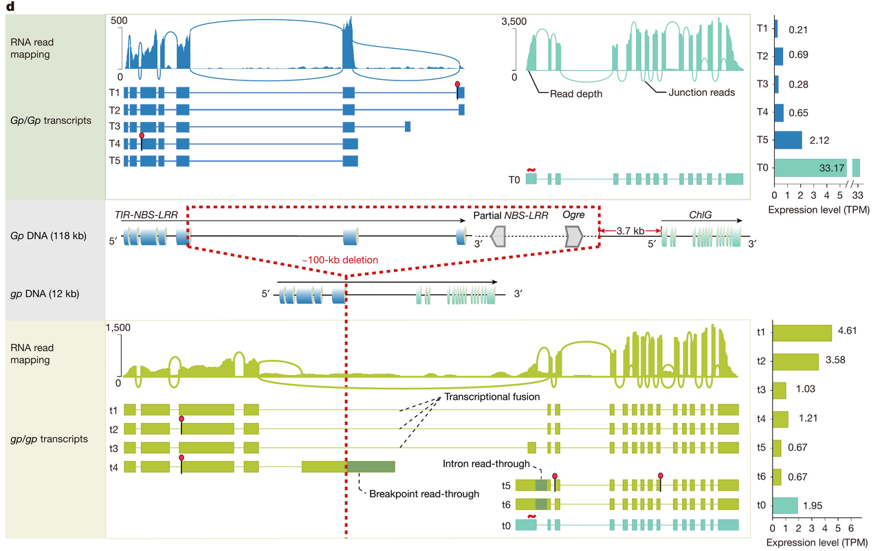 Panel d of Figure 3 from the pea study: RNA read mapping, Gp and gp transcript structures, the deletion and transcript expression levels.