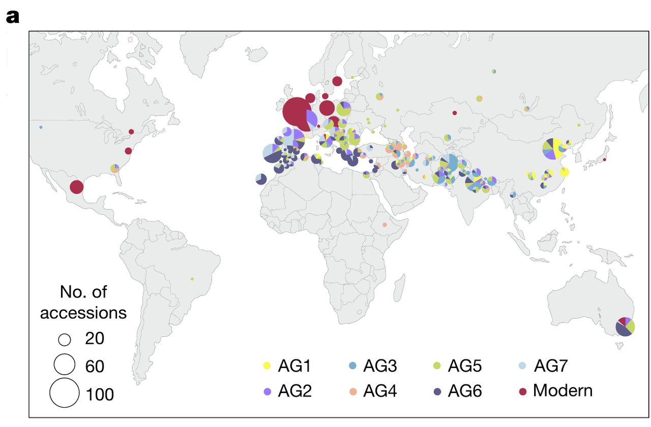 Panel a of Figure 1 from the wheat study: geographic distribution of accessions.